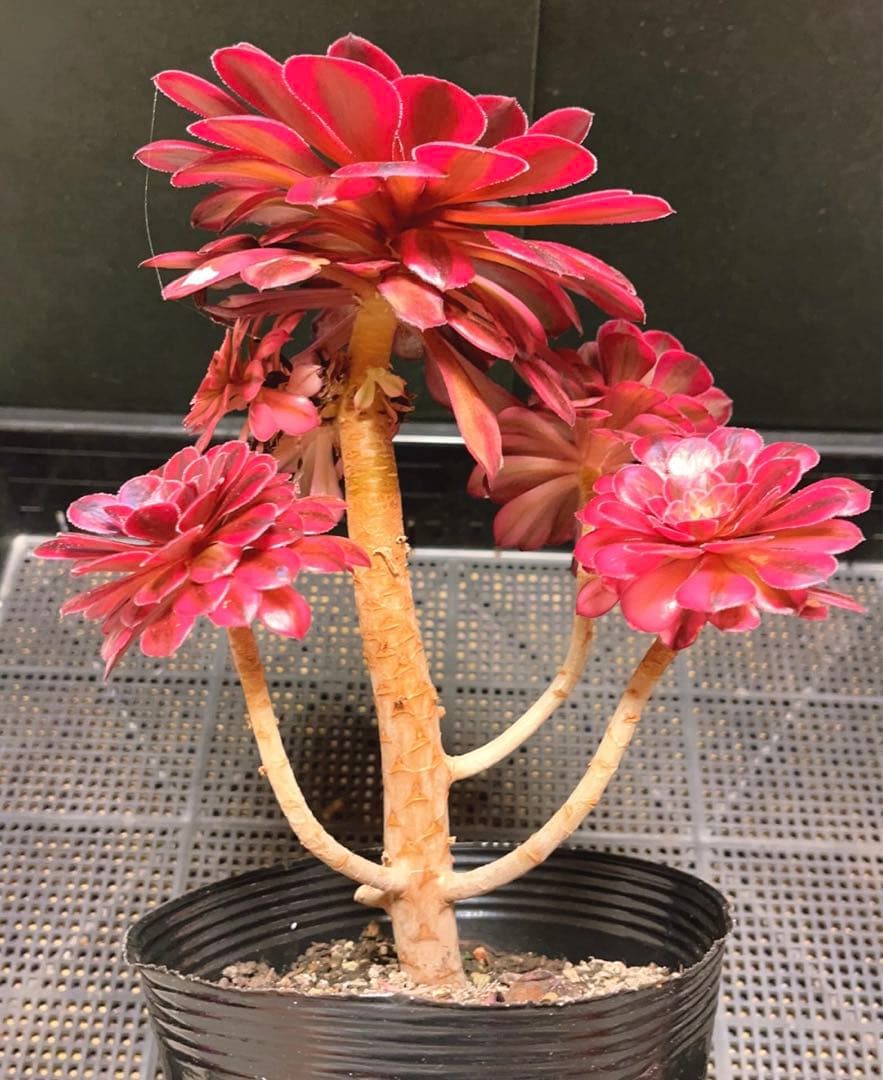65#多肉植物アエオニウム錦❤️ かぐや ❤️1大頭5小頭22cm 鉢土付き出荷