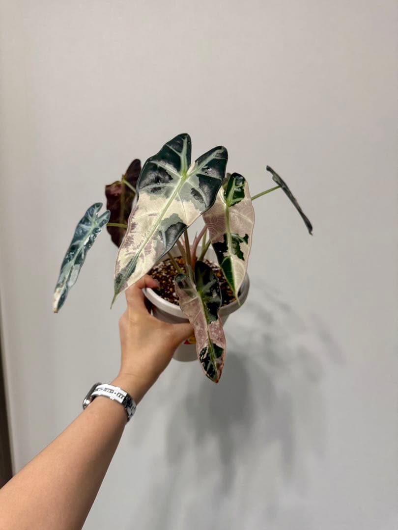 確認用アロカシア　ピンク斑入alocasia longiloba miq var