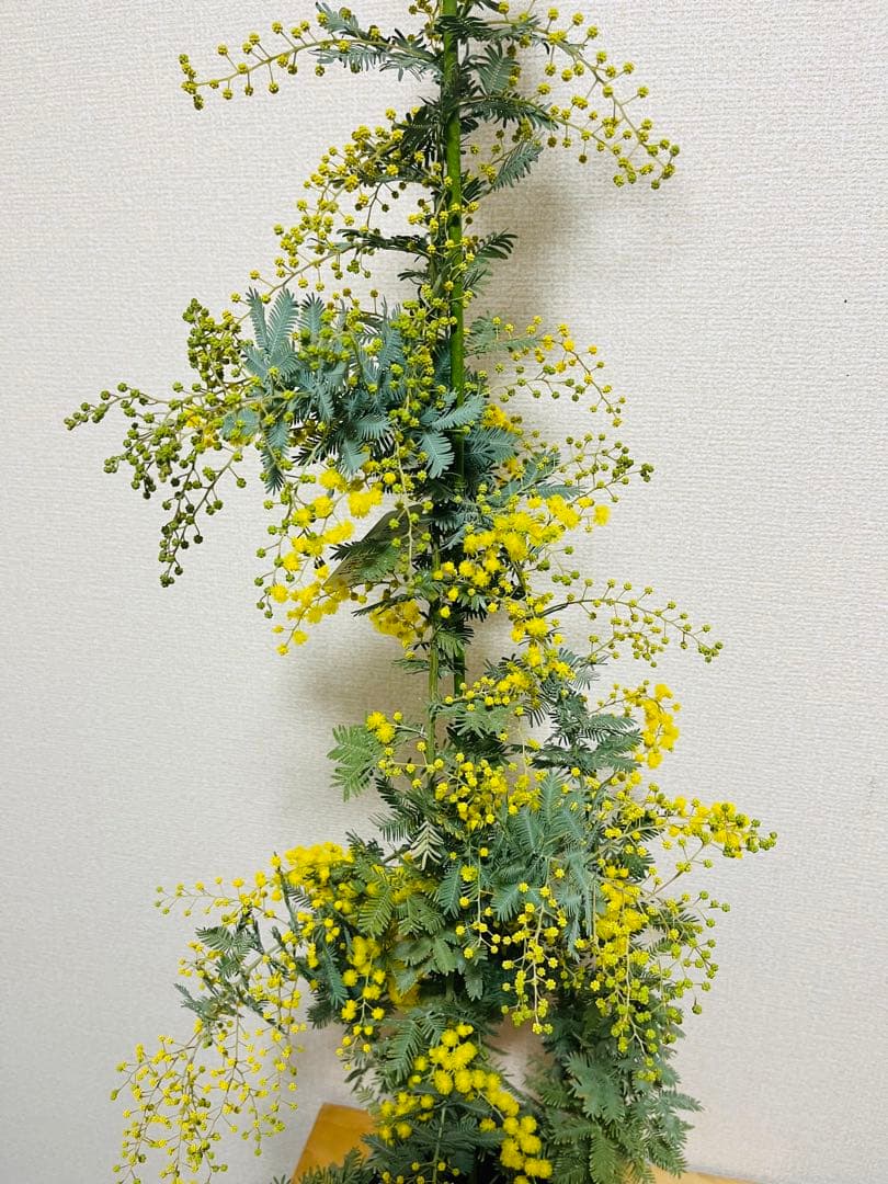 激レア　上から下まで360度　蕾いっぱい！　毎年咲く　アカシア　ミモザ　苗