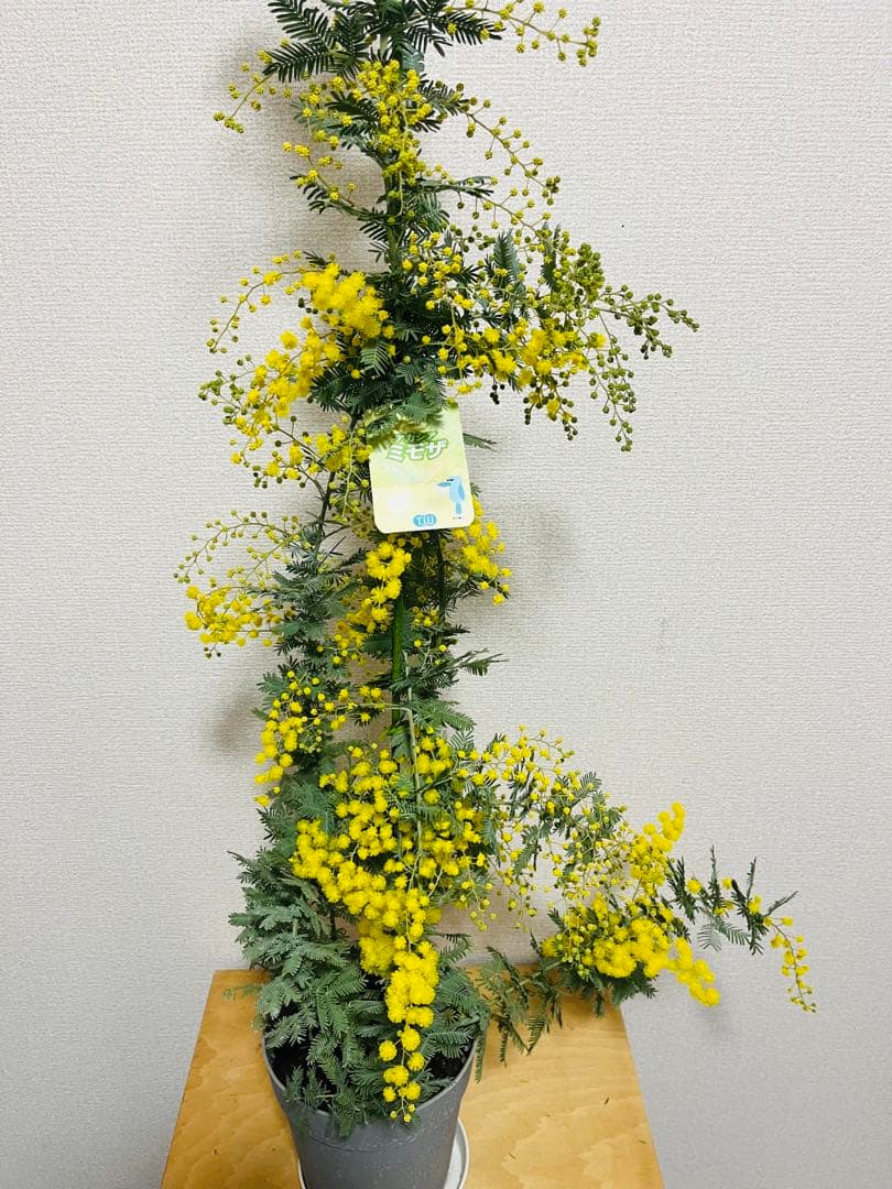 激レア　上から下まで360度　蕾いっぱい！　毎年咲く　アカシア　ミモザ　苗