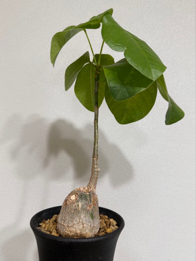 ボンバックス　①　Pseudobombax ellipticum
