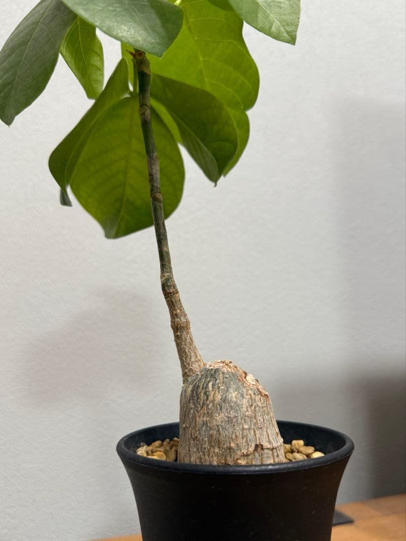 ボンバックス　①　Pseudobombax ellipticum