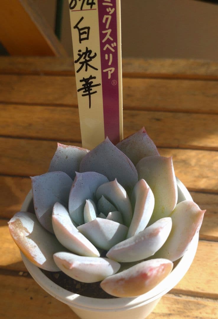 おらいさん苗ミックスベリア 074白染華　【札付き】