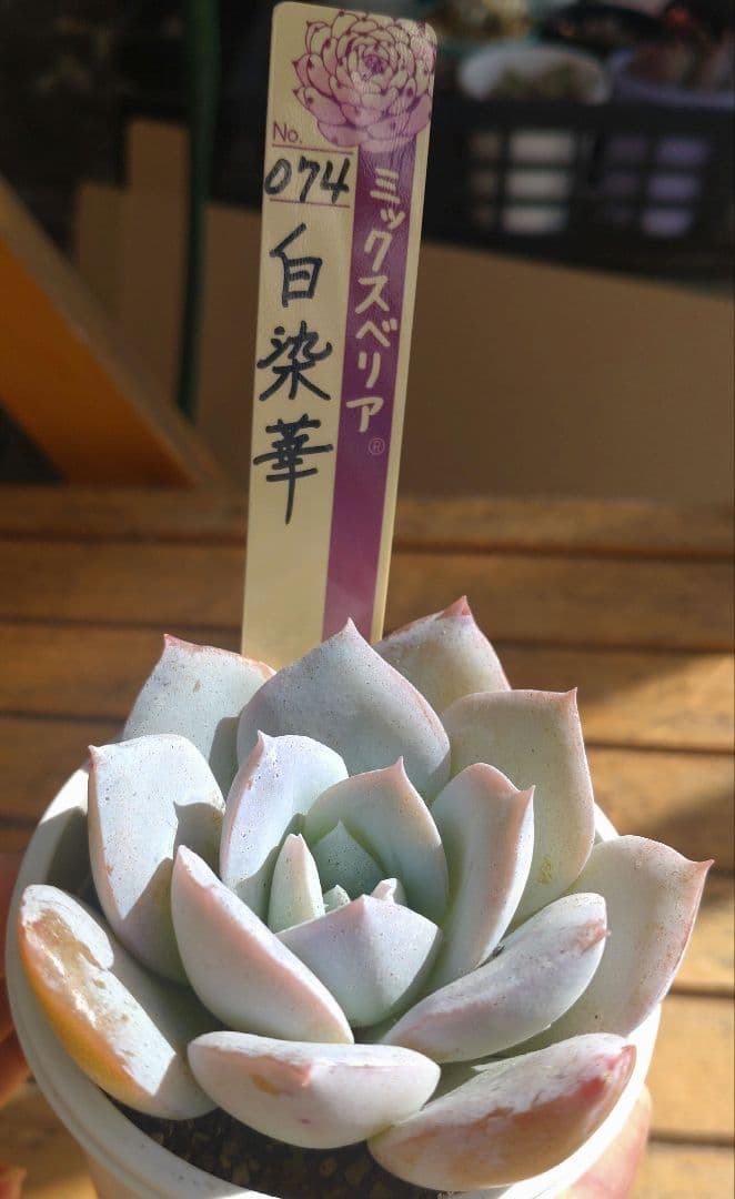 おらいさん苗ミックスベリア 074白染華　【札付き】