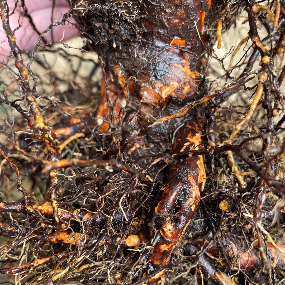 【1/21(水)写真追加】【カインダブルー】　バラ　苗