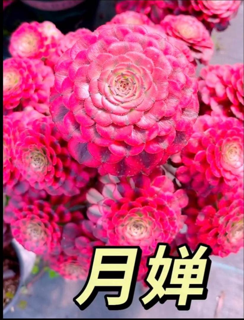 多肉植物アエオニウム錦❤️月婵錦❤️