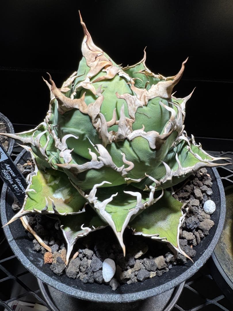 【agaves】アガベ　チタノタ　シチリア　TC カクタス330 オテロイ