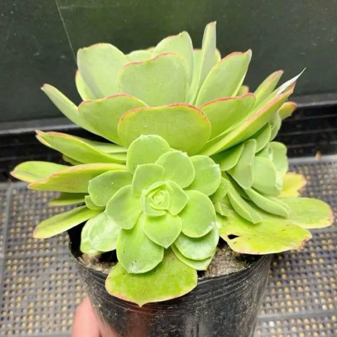 93#多肉植物アエオニウム錦❤️ ジェイドドラゴン錦❤️1大頭2小頭21cm拔き苗
