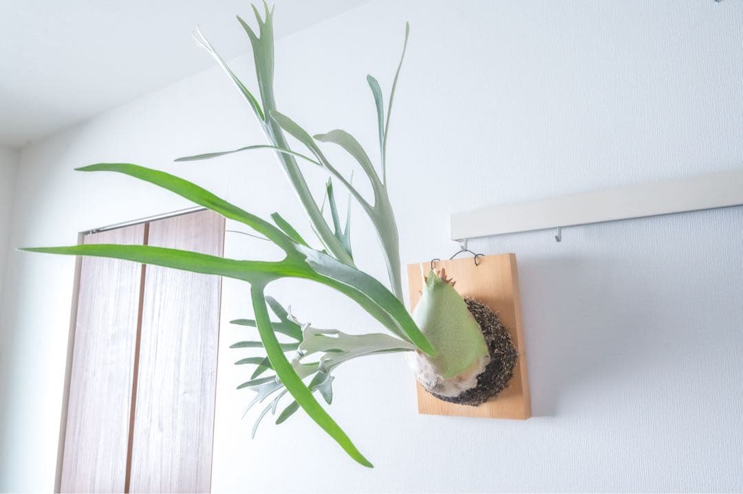 P.veitchii 親株サイズ