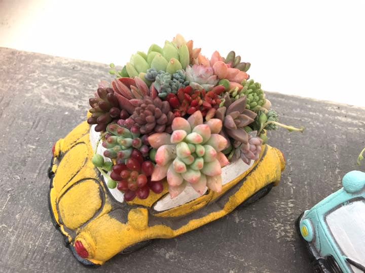 多肉の寄せ植え ★frower car-フラワーカー 黄色★