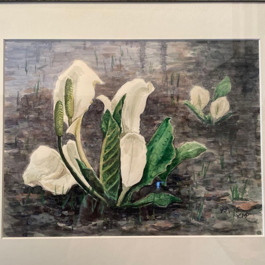 水芭蕉　水彩画　額入り