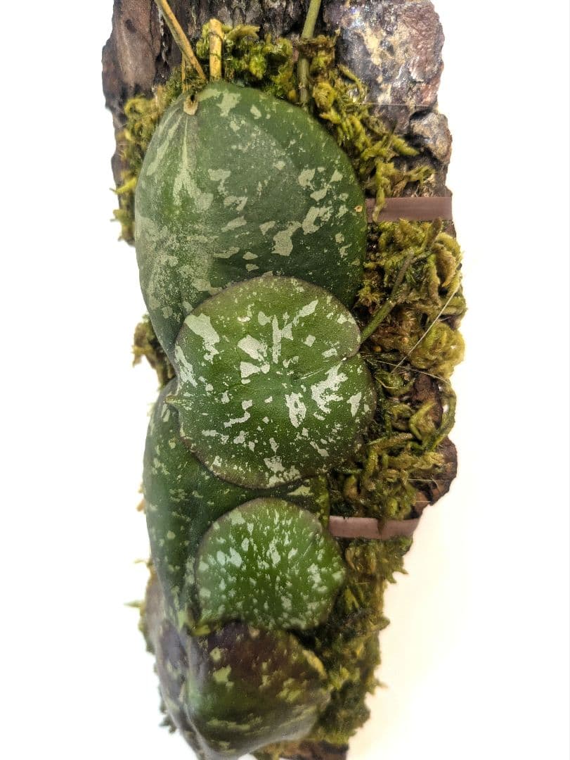 ホヤ インブリカータ アリ植物