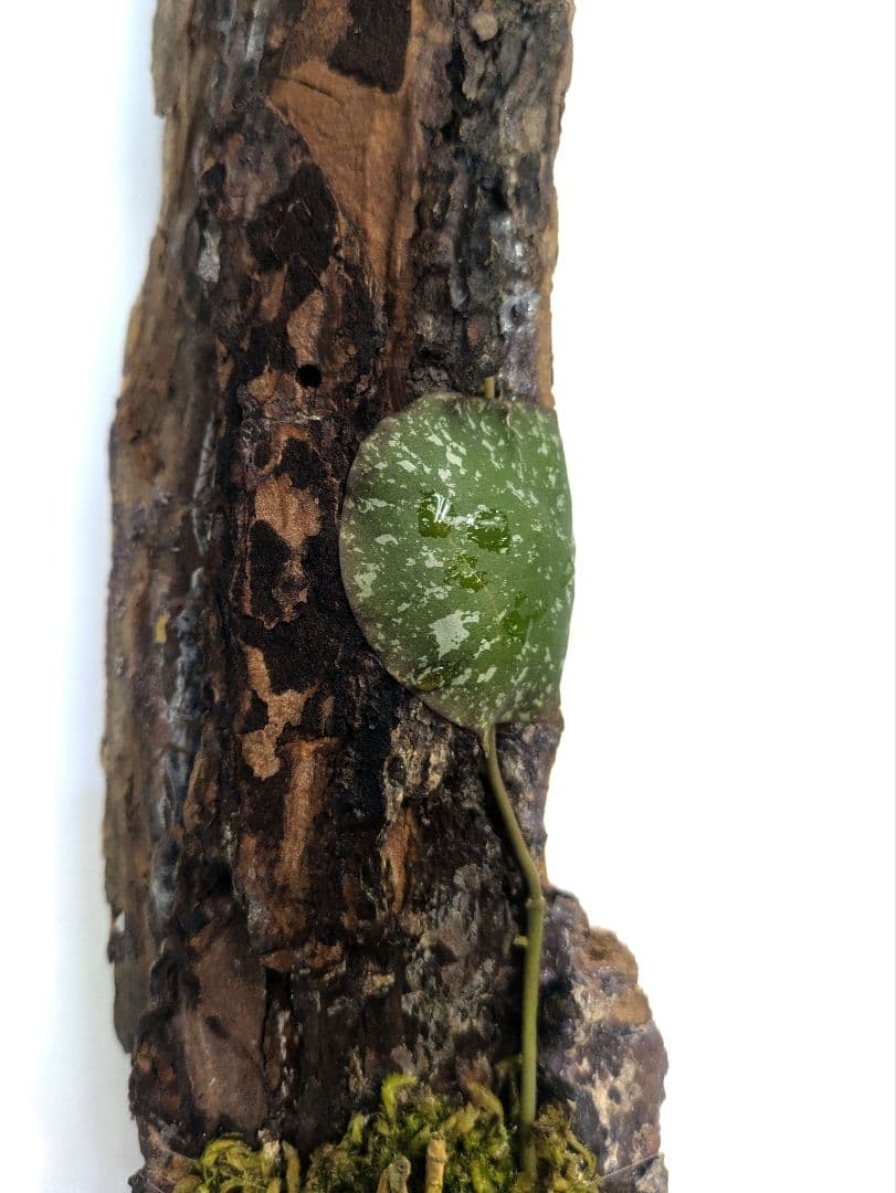ホヤ インブリカータ アリ植物