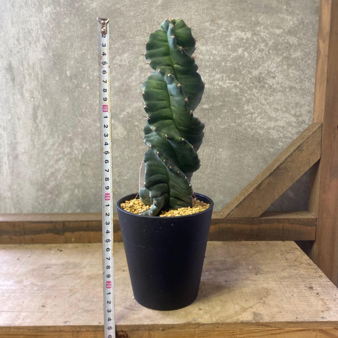 セレウスサボテン ペルビアナス　スピラリス