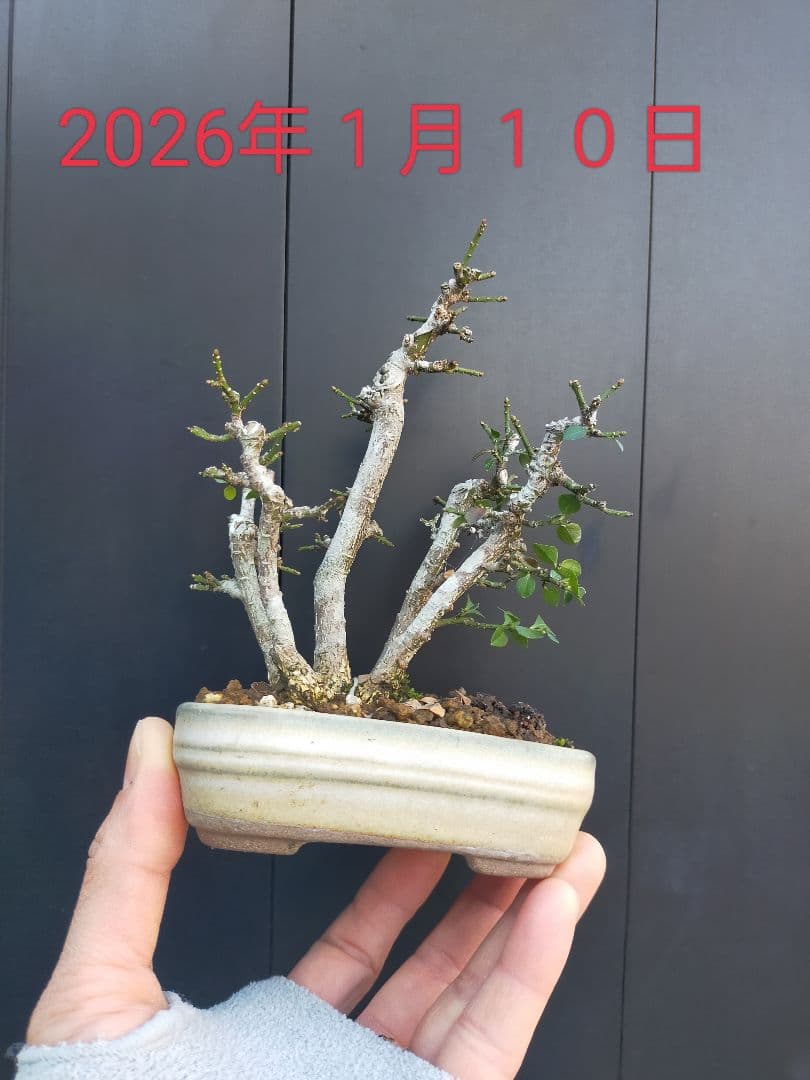 小真弓ミニ盆栽。5本寄せ植え。