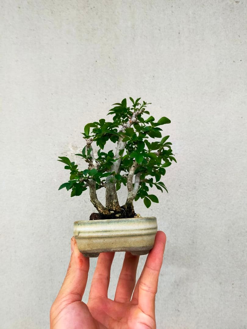 小真弓ミニ盆栽。5本寄せ植え。