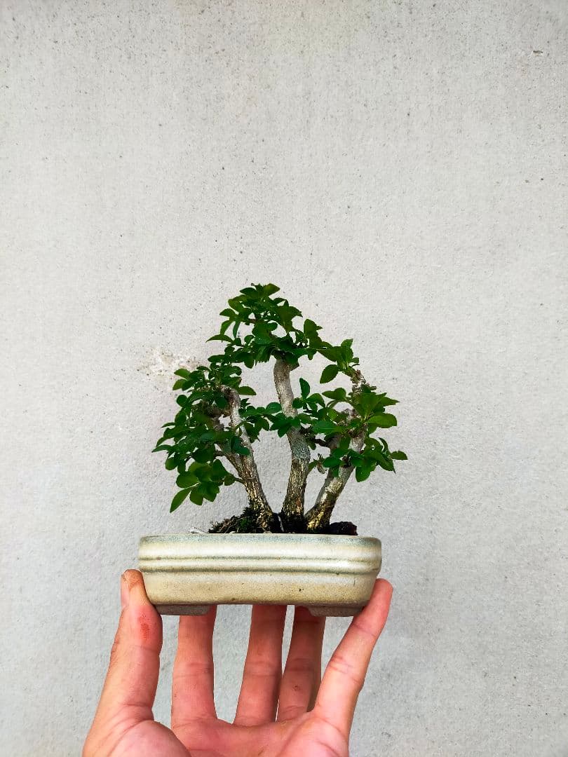 小真弓ミニ盆栽。5本寄せ植え。