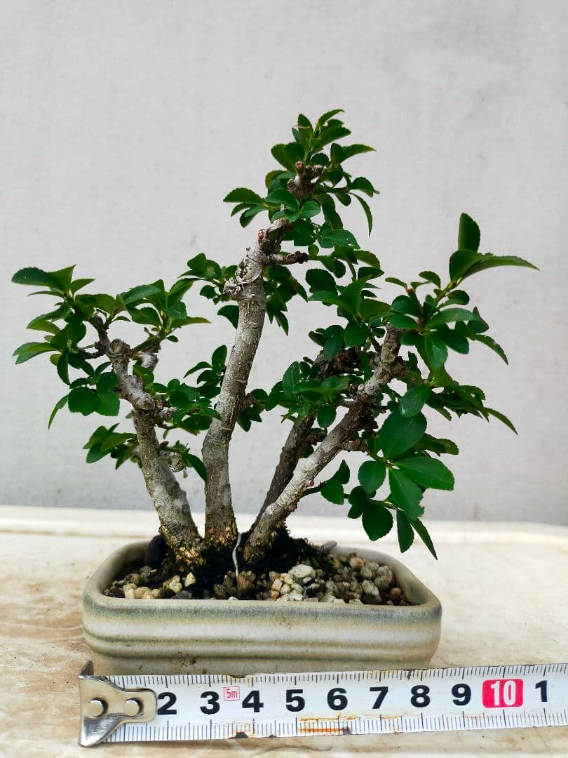 小真弓ミニ盆栽。5本寄せ植え。