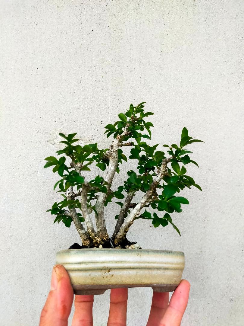小真弓ミニ盆栽。5本寄せ植え。