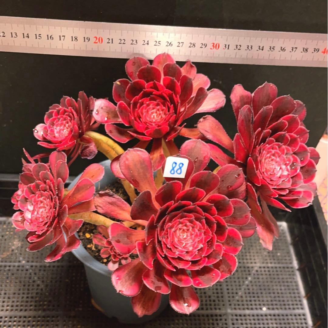 88#多肉植物アエオニウム錦❤️白月光❤️7頭29cm拔き苗
