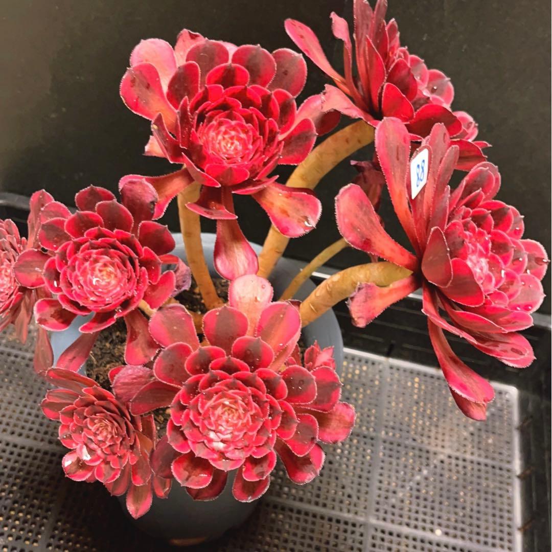 88#多肉植物アエオニウム錦❤️白月光❤️7頭29cm拔き苗