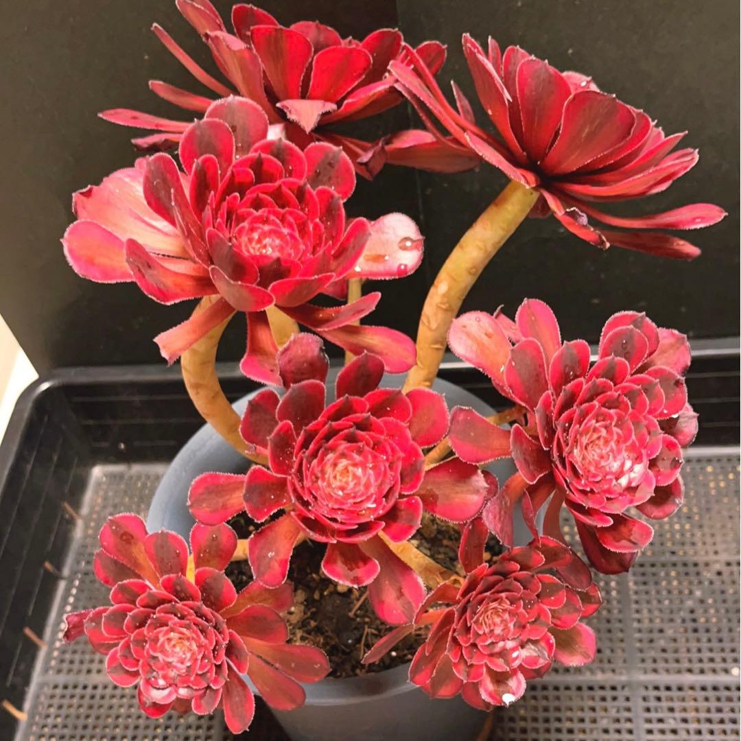 88#多肉植物アエオニウム錦❤️白月光❤️7頭29cm拔き苗