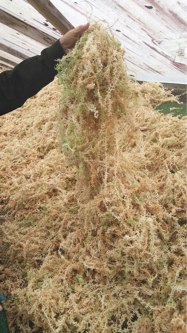 ニュージーランド産水苔ＡＡＡＡＡ500g