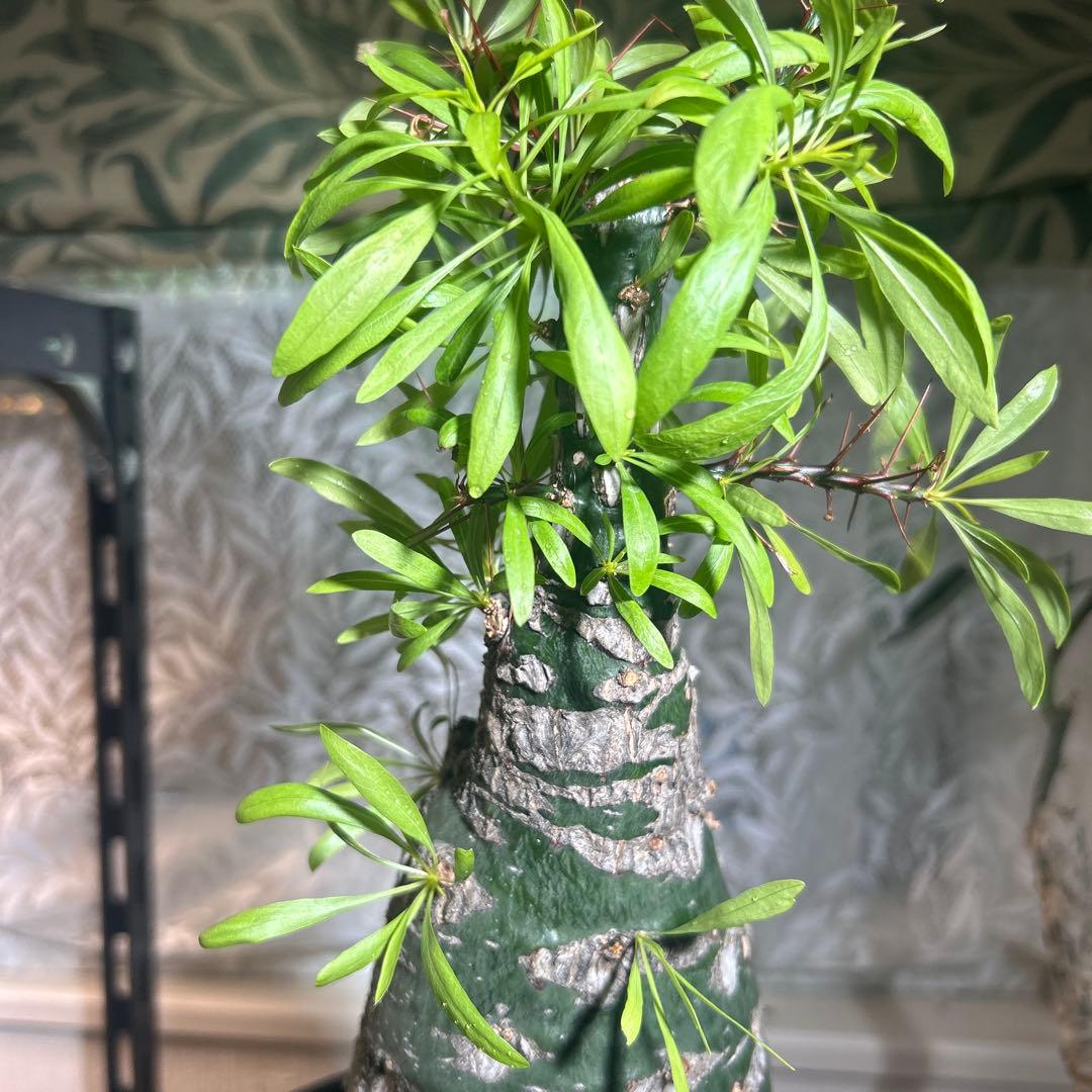 DEGさん専用　中型 塊根植物 Foquieria pulpusii