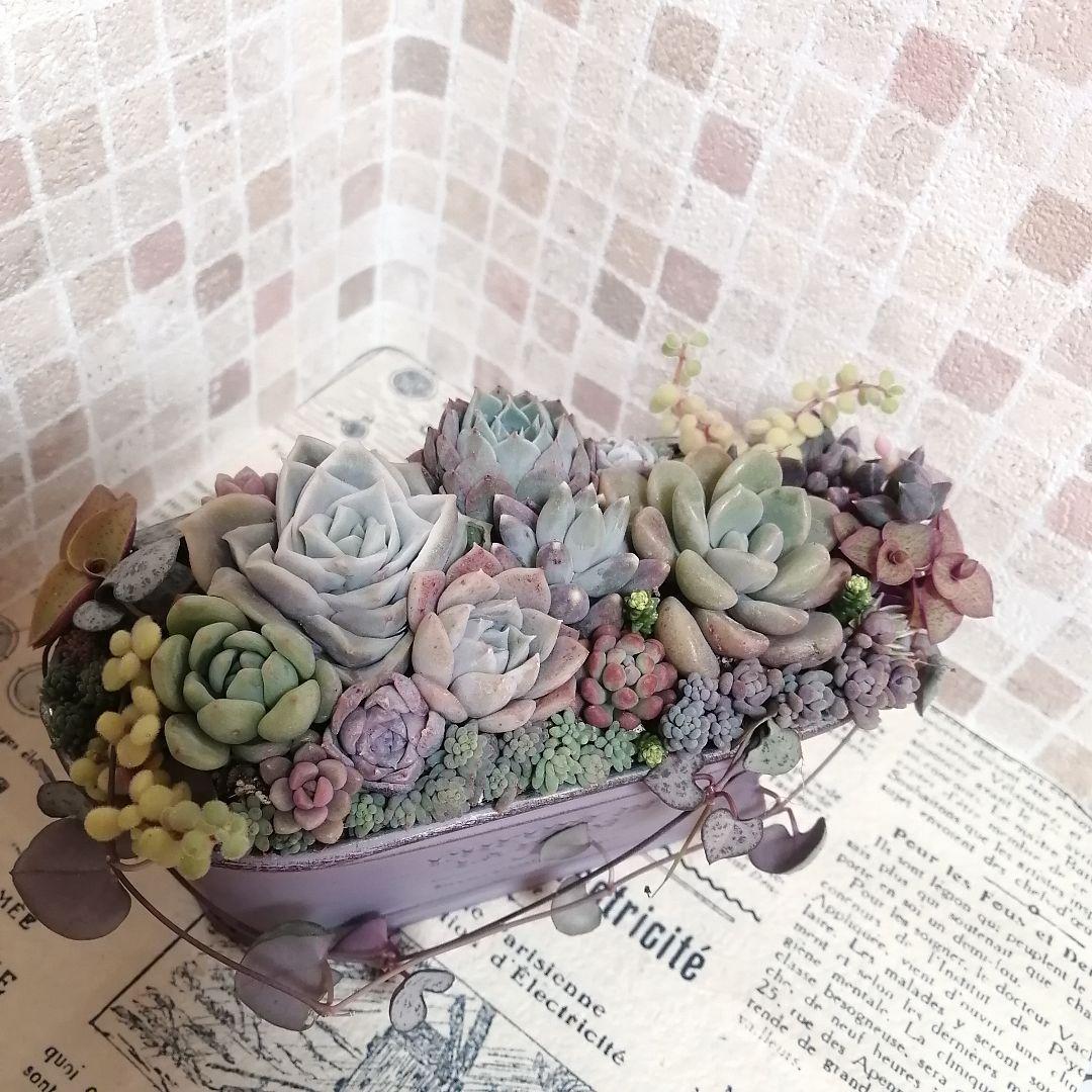 アンティーク風ブリキ缶寄せ*そのまま飾れる多肉植物の寄せ