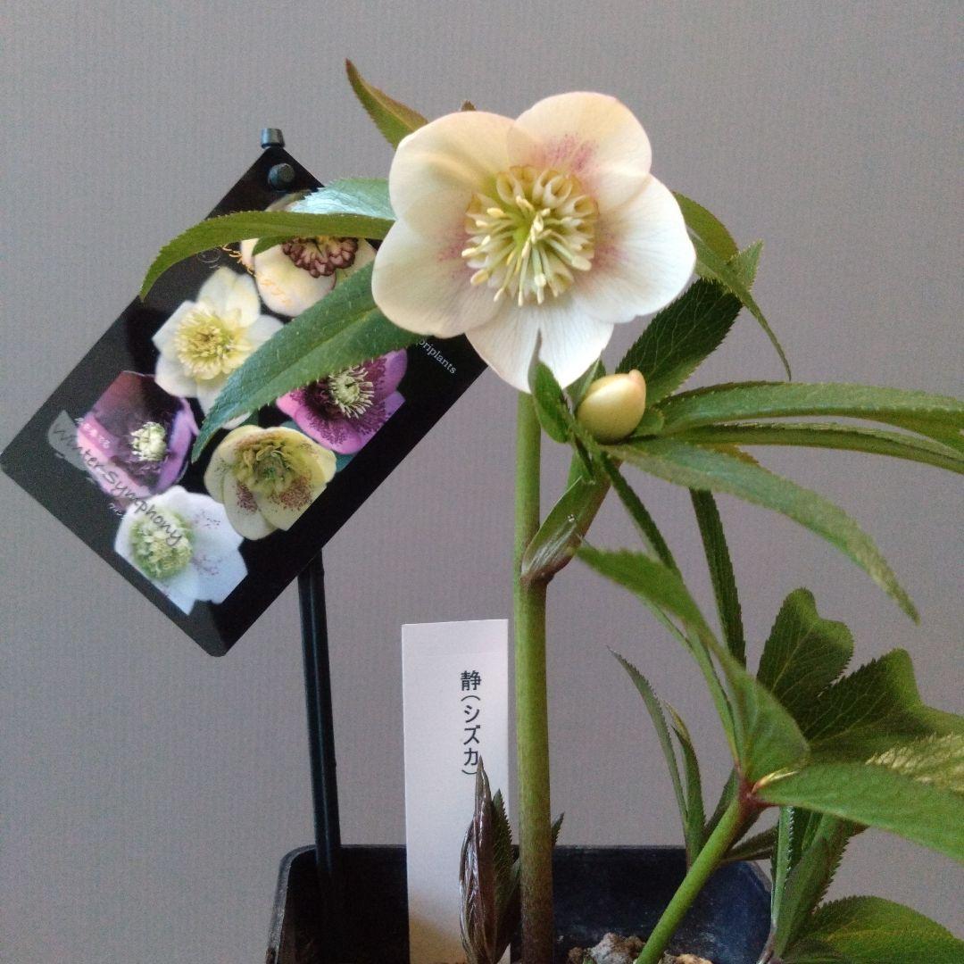 クリスマスローズ　ウィンターシンフォニー セミダブル　開花株