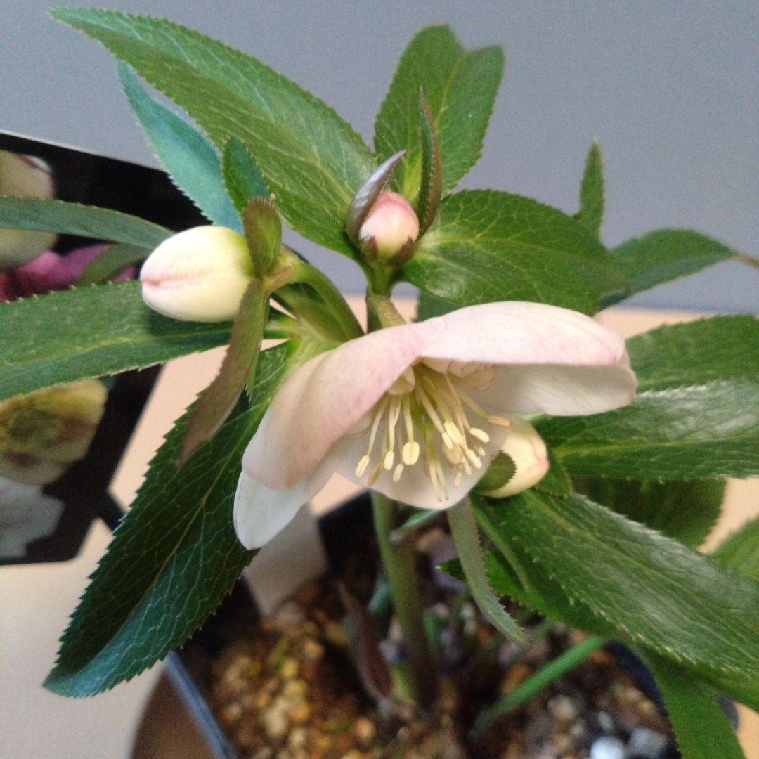 クリスマスローズ　ウィンターシンフォニー セミダブル　開花株