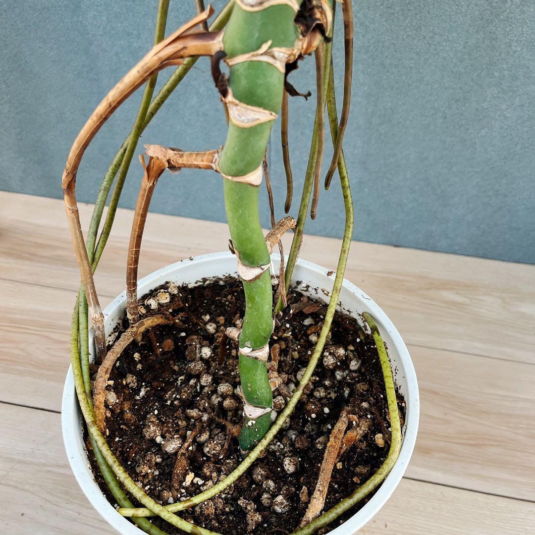 ［現品］A8 モンステラ　ボルシギアナ　幹上がり　8号　観葉植物　室内　大型