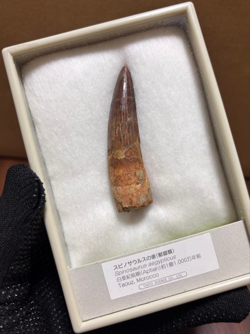 化石＆原石ミックス スピノサウルスの歯、三葉虫、魚眼石、パイライト 他