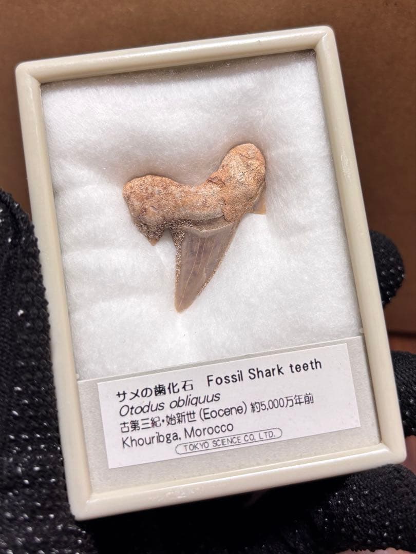 化石＆原石ミックス スピノサウルスの歯、三葉虫、魚眼石、パイライト 他