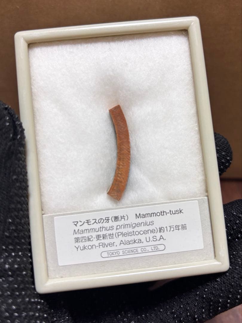 化石＆原石ミックス スピノサウルスの歯、三葉虫、魚眼石、パイライト 他