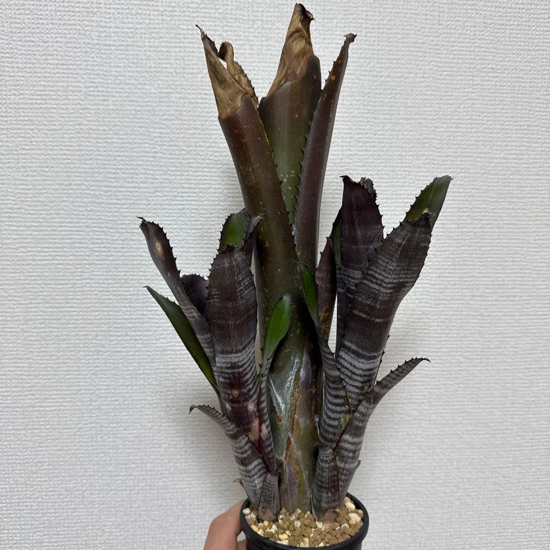 ビルベルギア スモークスタック 鉢ごと