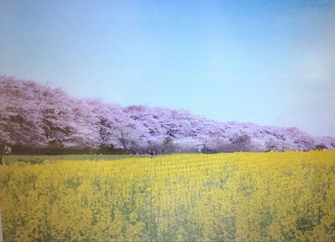 権現堂公園の桜と菜の花