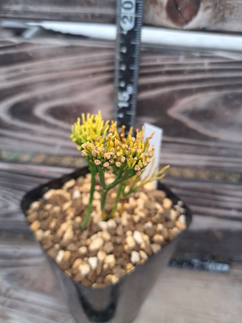 富嶽の虹　松葉蘭　シダ植物　植物　観葉植物　インテリア　珍奇植物　古典植物　園芸