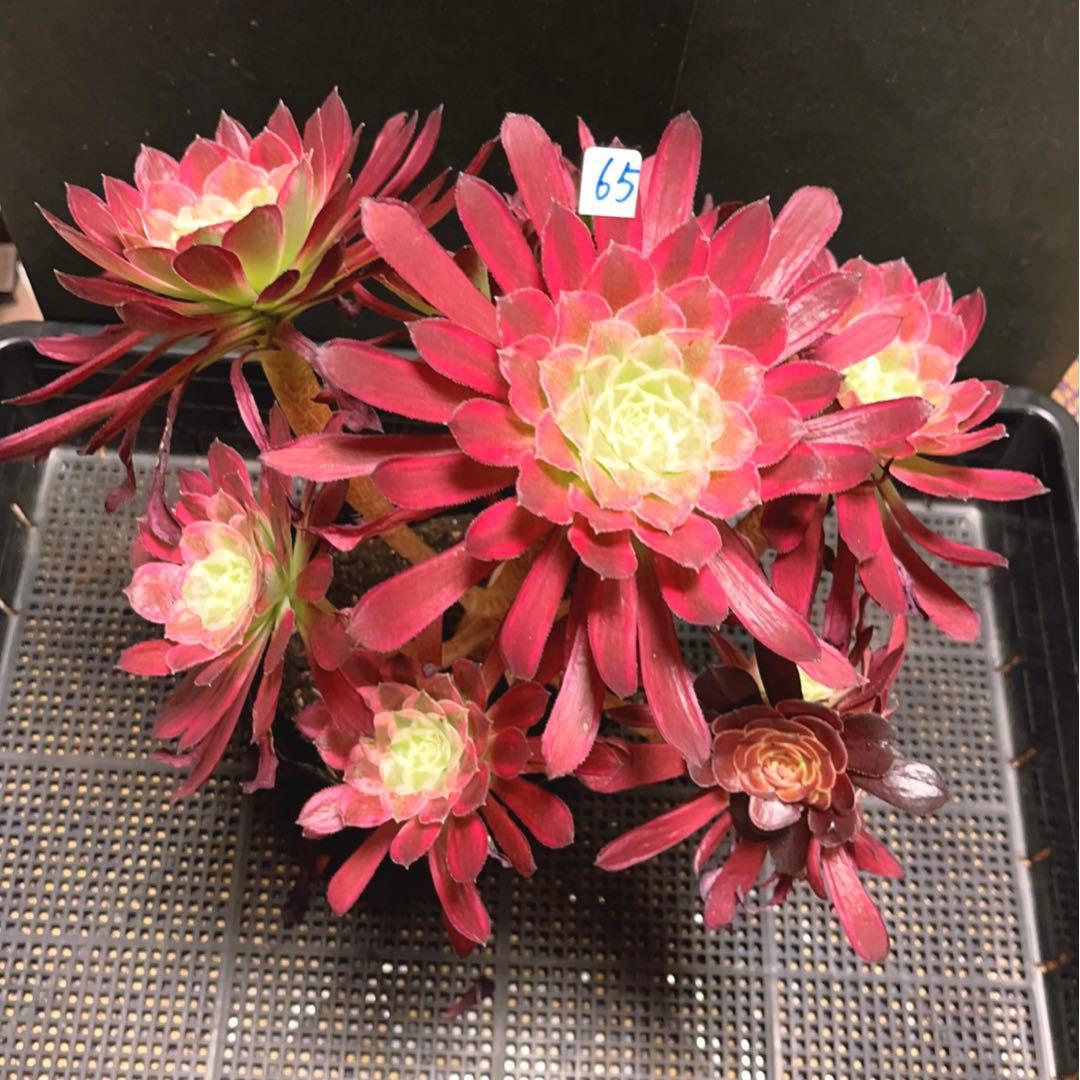 65 #多肉植物アエオニウム錦❤️ カルミン*エメラルド ❤️8頭32cm拨き苗