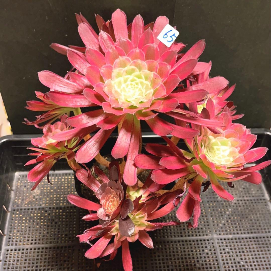65 #多肉植物アエオニウム錦❤️ カルミン*エメラルド ❤️8頭32cm拨き苗