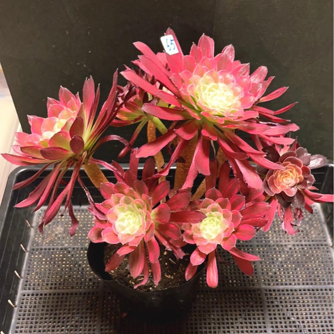 65 #多肉植物アエオニウム錦❤️ カルミン*エメラルド ❤️8頭32cm拨き苗