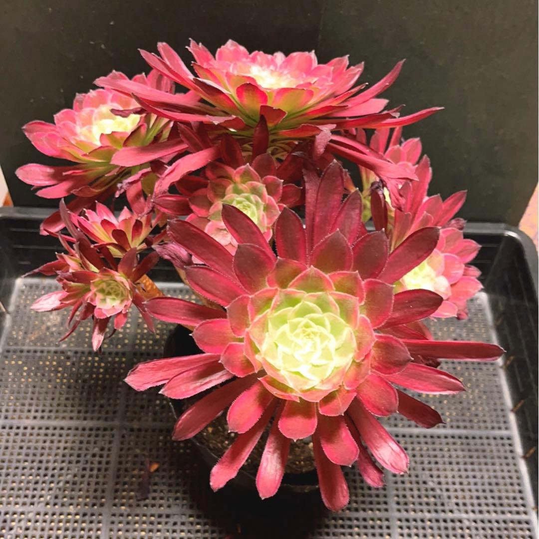 65 #多肉植物アエオニウム錦❤️ カルミン*エメラルド ❤️8頭32cm拨き苗
