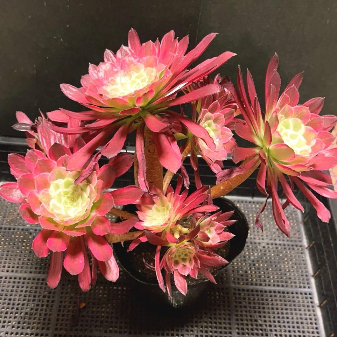 65 #多肉植物アエオニウム錦❤️ カルミン*エメラルド ❤️8頭32cm拨き苗