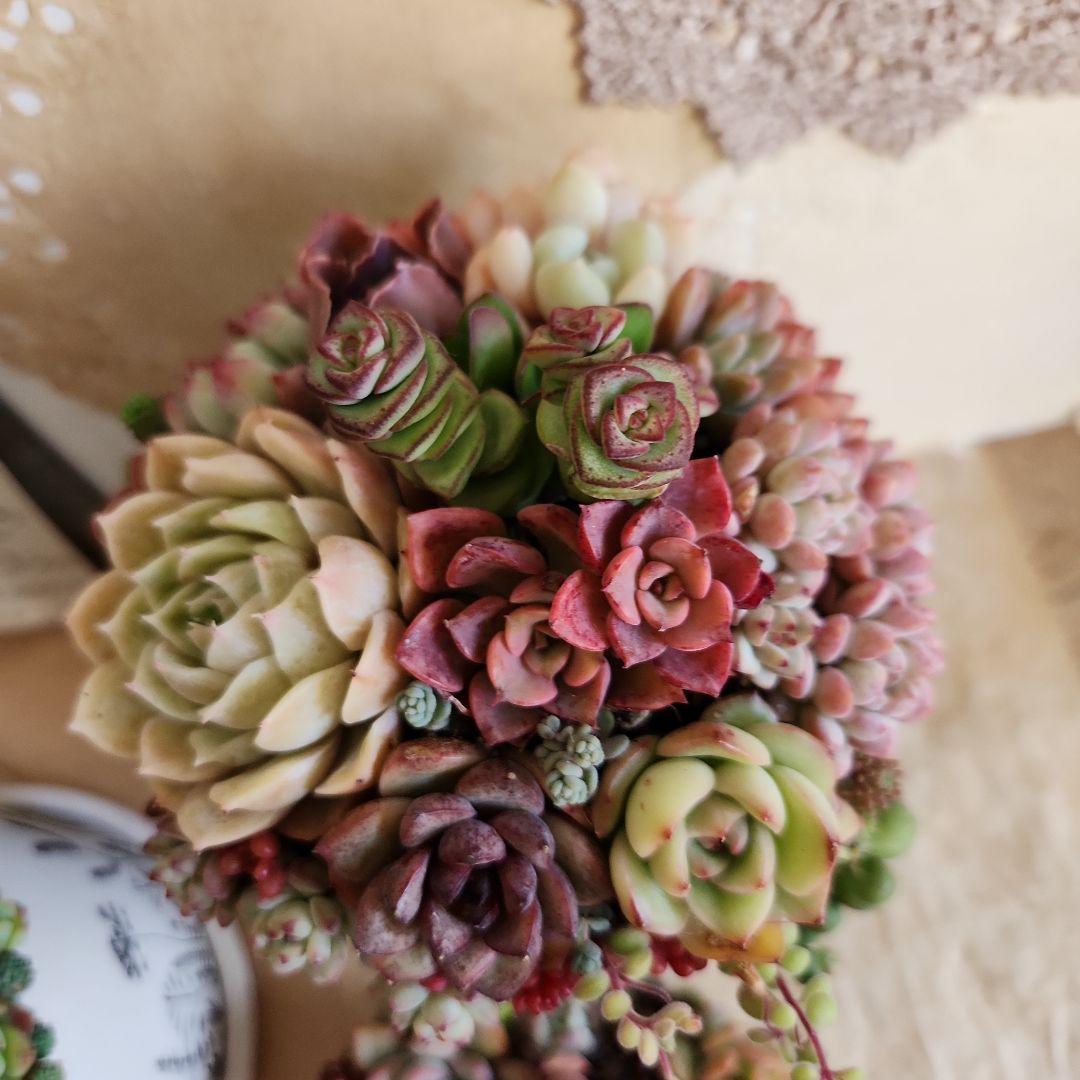 多肉植物寄せ植え　そのまま飾れる　3つセット♡