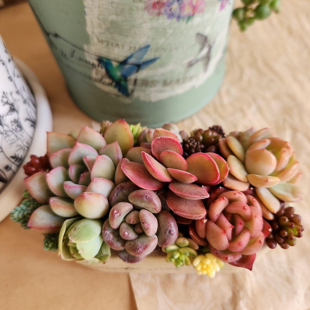 多肉植物寄せ植え　そのまま飾れる　3つセット♡