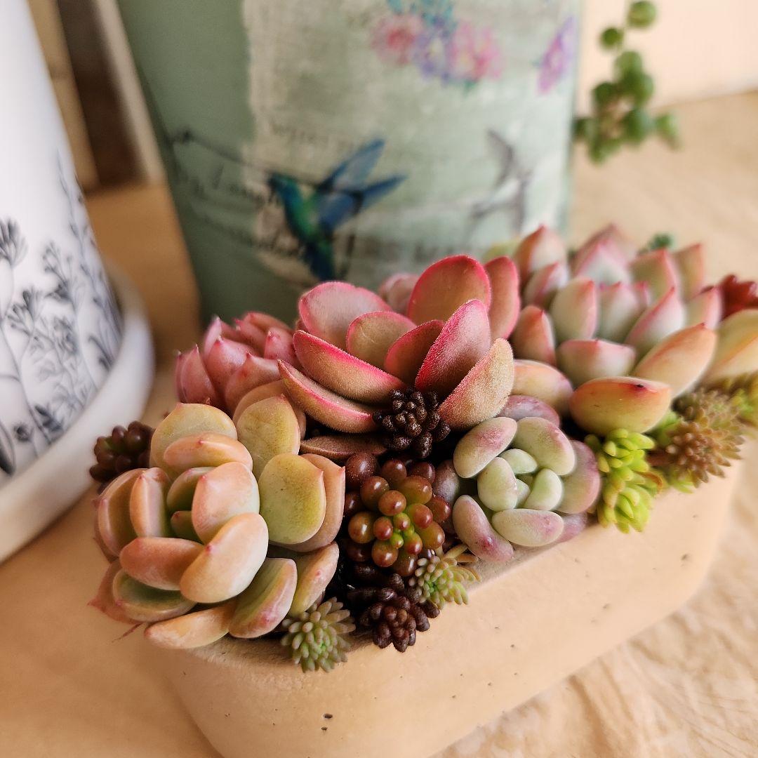 多肉植物寄せ植え　そのまま飾れる　3つセット♡