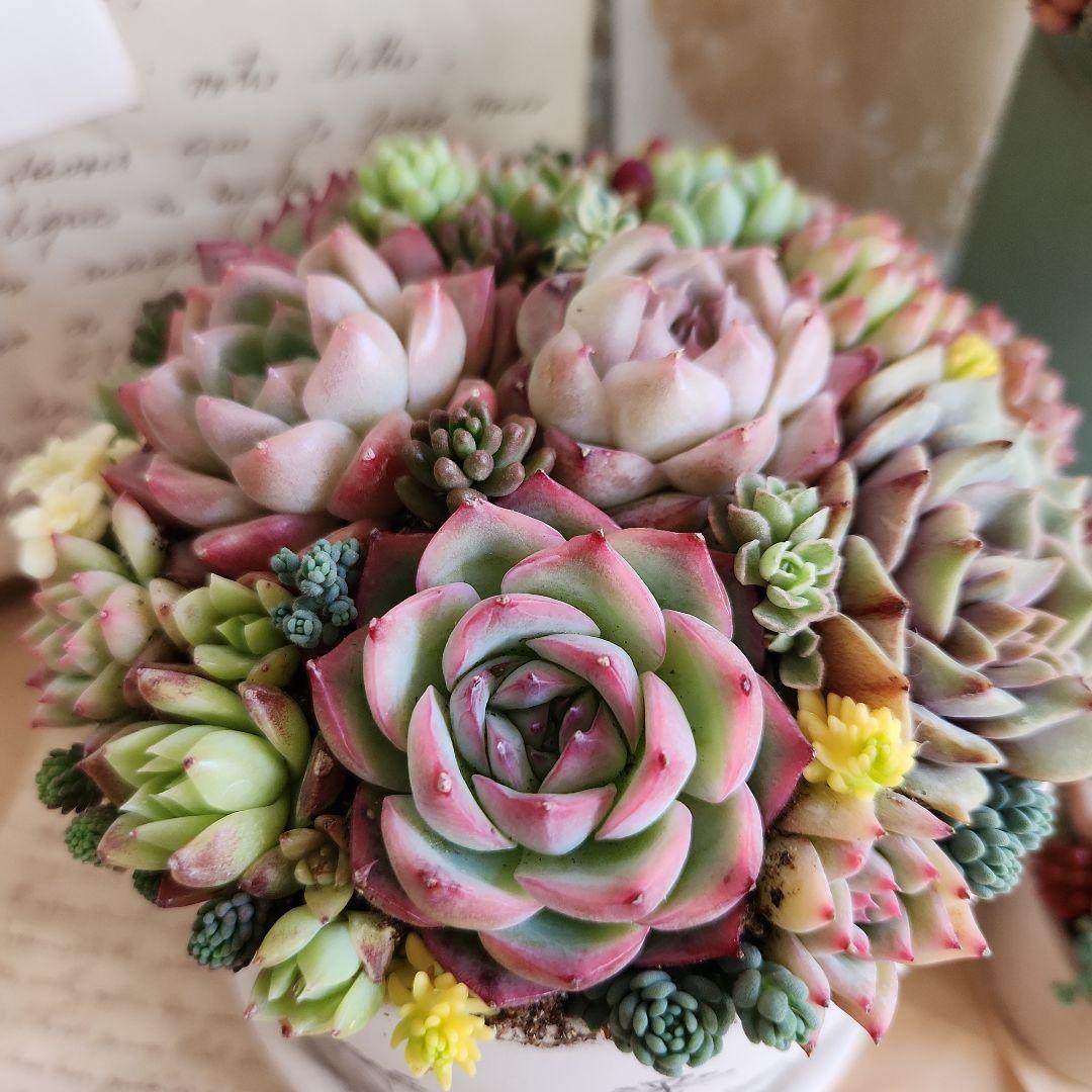 多肉植物寄せ植え　そのまま飾れる　3つセット♡