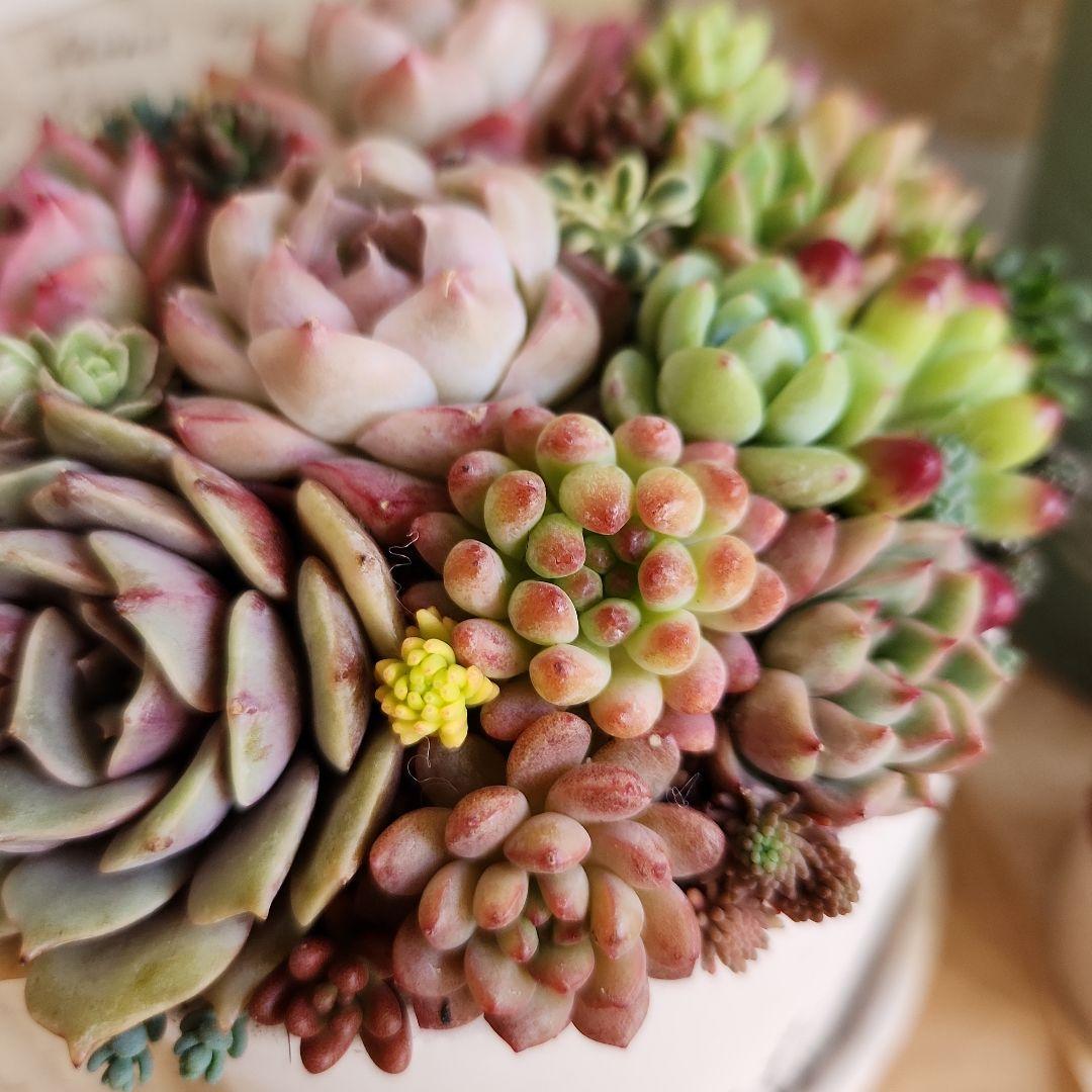 多肉植物寄せ植え　そのまま飾れる　3つセット♡