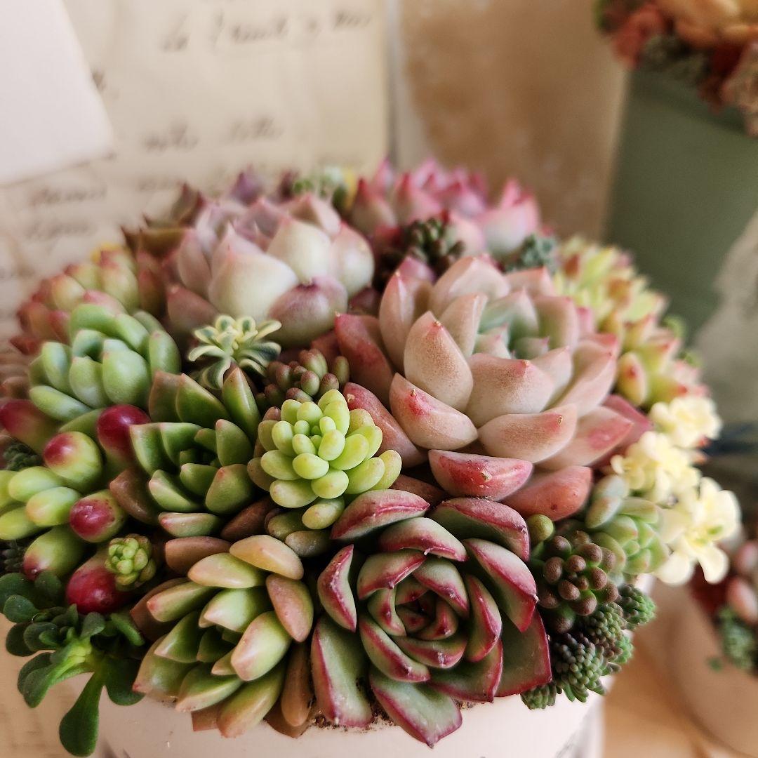 多肉植物寄せ植え　そのまま飾れる　3つセット♡
