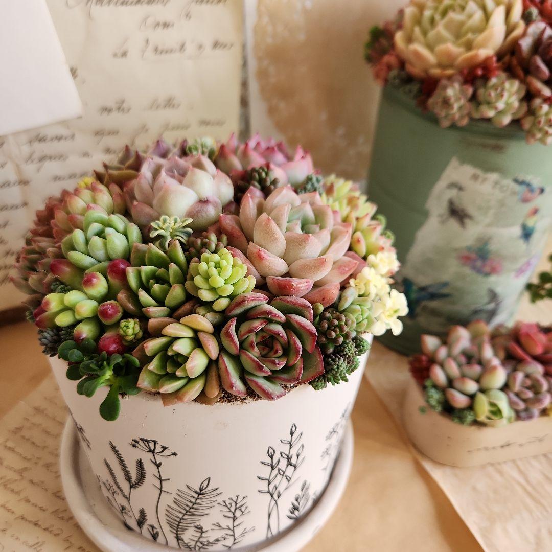 多肉植物寄せ植え　そのまま飾れる　3つセット♡